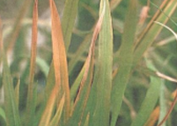 Green-leafhopper