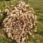 Groundnut