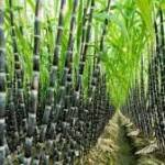 sugercane