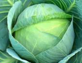 Cabbage