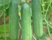 Cucumberf-1Taksin_900x