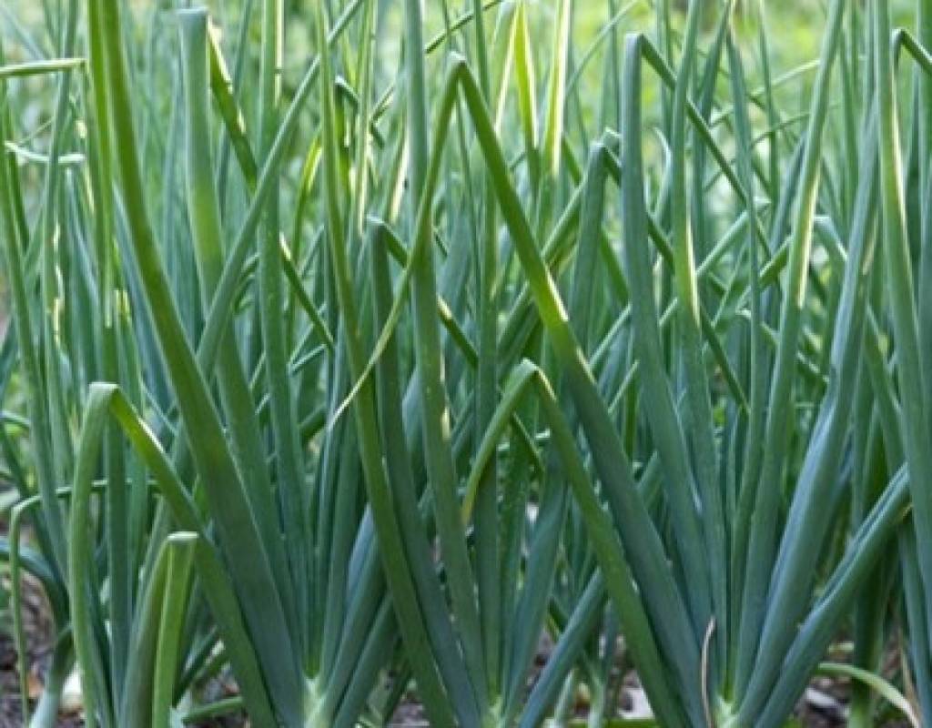 Onion