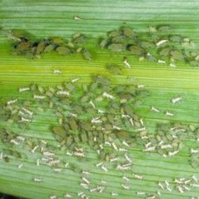 aphids-maize1