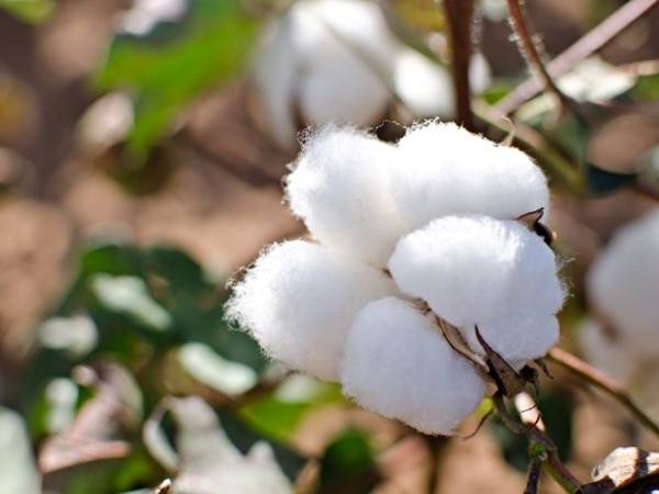 Cotton