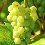 grape