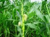 maize2