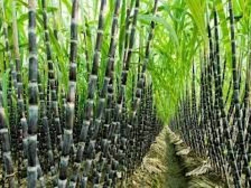 sugercane
