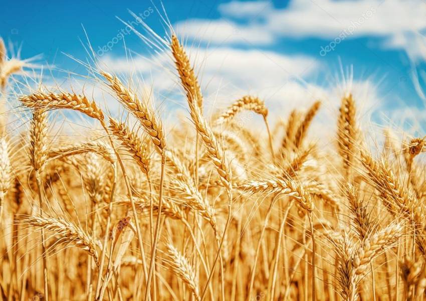 wheat
